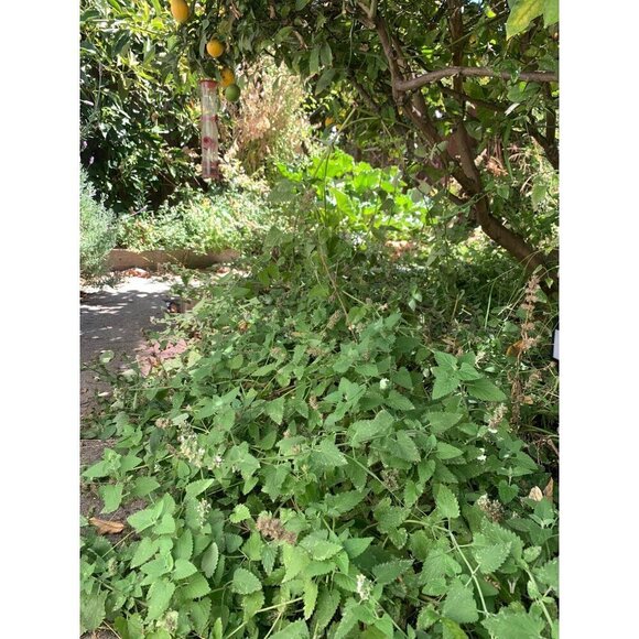 PURE GOLD Catnip Organically Grown & Harvested Pure Californian Catnip 4"x 3" - Picture 12 of 16